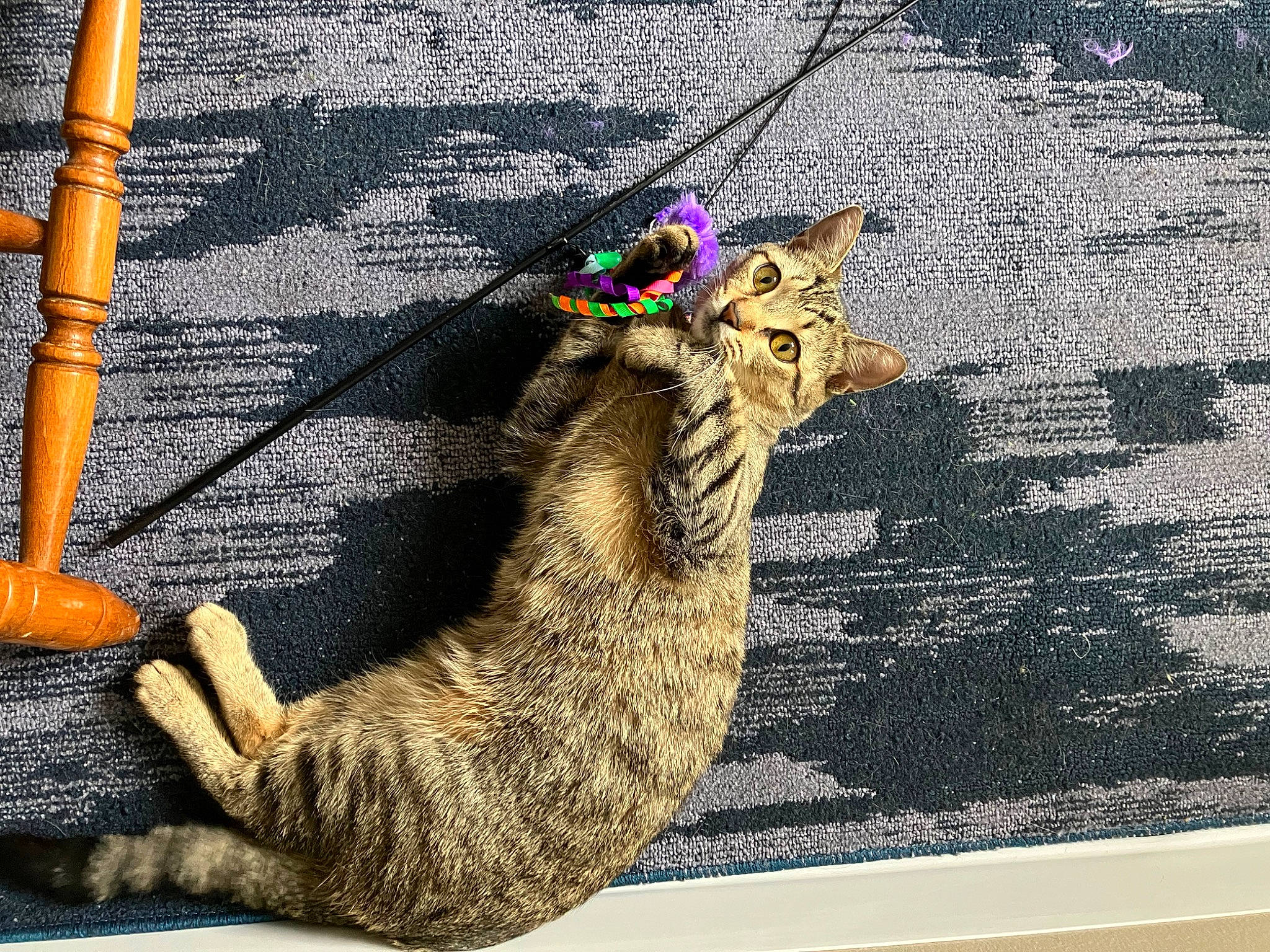 Ruby Duby is registered to the contest to win money with this photo: art, carnivore, cat, claw, domestic_short_haired_cat, fashion_accessory, fawn, felidae, font, foot, fur, human_leg, illustration, leash, rectangle, rope, small_to_medium_sized_cats, tail, visual_arts, whiskers