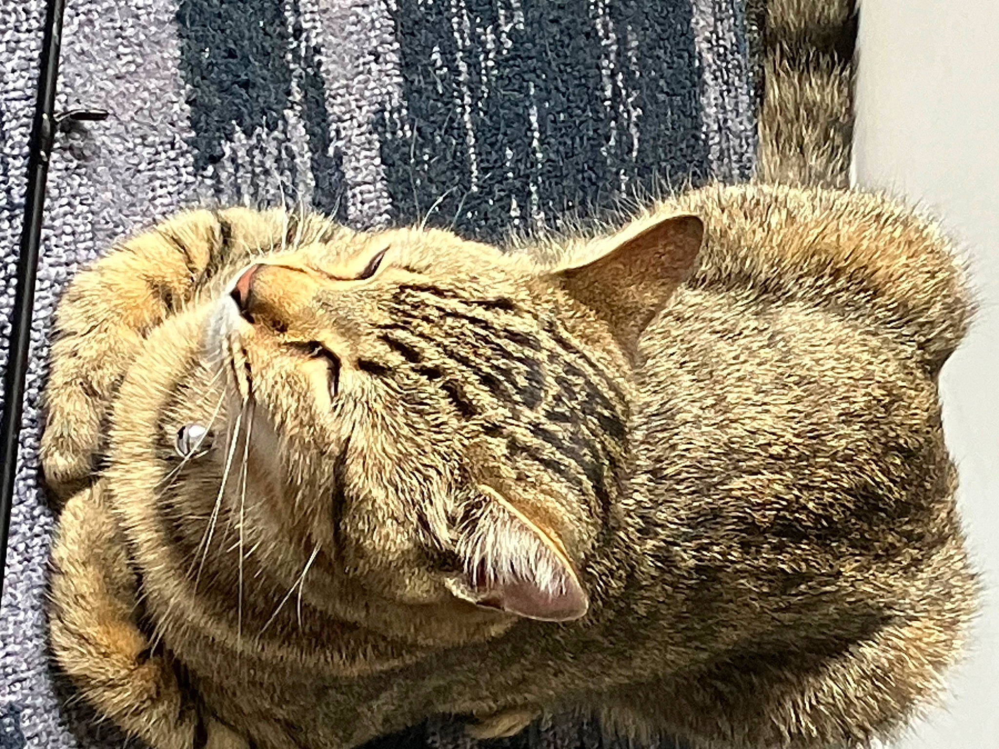 Ruby Duby joined the competition — help win amazing prizes! big_cats, carnivore, cat, claw, comfort, domestic_short_haired_cat, fang, felidae, fur, nap, paw, sleep, small_to_medium_sized_cats, snout, tail, terrestrial_animal, whiskers, wildlife, window, wrinkle