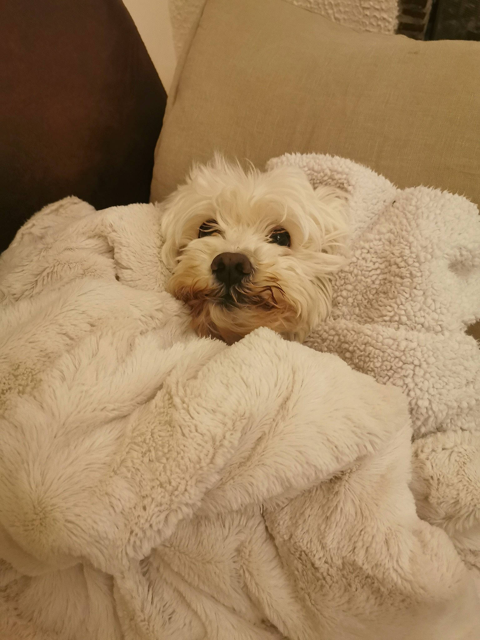 Ipso participe au concours pour gagner de l'argent avec cette photo : canidae, carnivore, cavapoo, cockapoo, companion_dog, coton_de_tulear, dog, dog_breed, havanese, maltepoo, maltese, mammal, morkie, puppy, puppy_love, schnoodle, terrier, toy_dog, vertebrate, west_highland_white_terrier