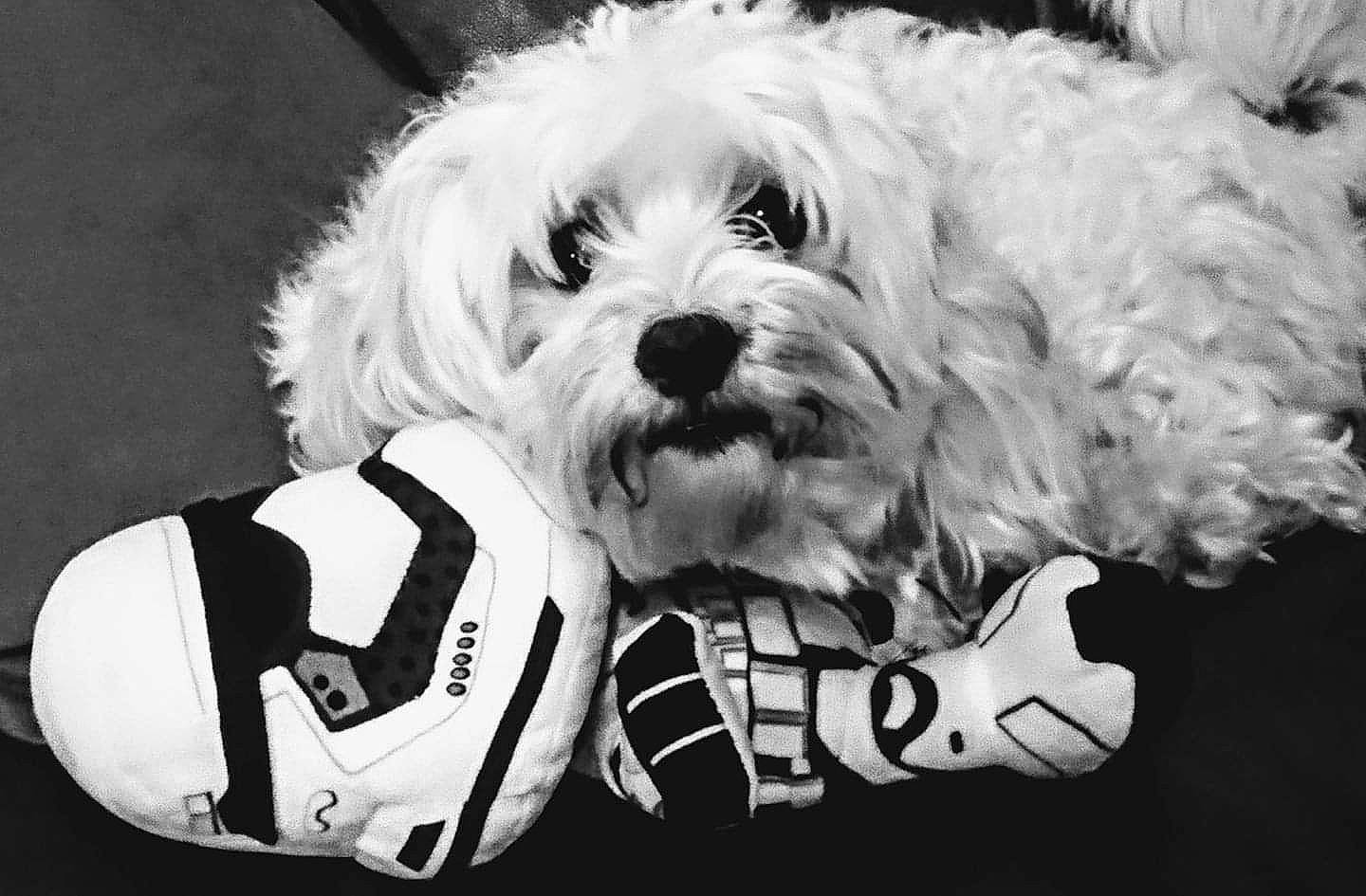 Ipso a rejoint le concours — aidez-le/la à gagner de superbes lots ! bichon, black_and_white, bolognese, canidae, carnivore, cockapoo, companion_dog, dog, dog_breed, havanese, kyi_leo, lowchen, maltepoo, maltese, mammal, puppy, schnoodle, sealyham_terrier, toy_dog, white