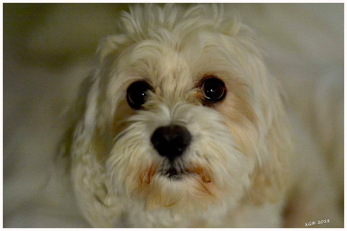 Ipso a rejoint le concours — aidez-le/la à gagner de superbes lots ! bichon, bolognese, canidae, carnivore, cavachon, cavapoo, cockapoo, companion_dog, coton_de_tulear, dog, dog_breed, havanese, kyi_leo, maltepoo, maltese, mammal, morkie, puppy, snout, vertebrate