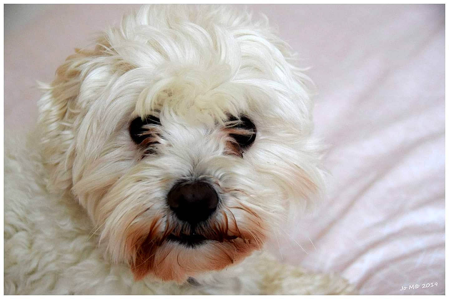 Ipso a rejoint le concours — aidez-le/la à gagner de superbes lots ! bolognese, canidae, carnivore, cavapoo, cockapoo, companion_dog, coton_de_tulear, dog, dog_breed, havanese, kyi_leo, maltepoo, maltese, mammal, morkie, puppy, snout, terrier, vertebrate, west_highland_white_terrier