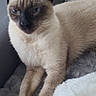 Nougat a rejoint le concours — aidez-le/la à gagner de superbes lots ! cat, siamese_cat, pet, animal, blue_eyes, cream_fur, dark_face, pointed_ears, whiskers, sitting, indoor, chair, blanket, cushion, cozy, portrait, close_up, home, feline, photography