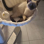 Nougat participe au concours pour gagner de l'argent avec cette photo : cat, siamese_cat, kitten, blue_eyes, pet, feline, lying_down, hammock, cat_tree, toy, pom_pom, indoors, home, tiled_floor, cream_fur, dark_points, whiskers, ears, relaxed, portrait