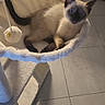 cat, siamese_cat, kitten, blue_eyes, pet, feline, lying_down, hammock, cat_tree, toy, pom_pom, indoors, home, tiled_floor, cream_fur, dark_points, whiskers, ears, relaxed, portrait