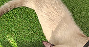 Nougat participe au concours pour gagner de l'argent avec cette photo : cat, siamese_cat, pet, animal, blue_eyes, lying_down, upside_down, grass, artificial_grass, outdoor, patio, furniture, wicker, decking, cream_fur, brown_face, pointed_ears, whiskers, portrait, funny_pose