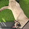 cat, siamese_cat, pet, animal, blue_eyes, lying_down, upside_down, grass, artificial_grass, outdoor, patio, furniture, wicker, decking, cream_fur, brown_face, pointed_ears, whiskers, portrait, funny_pose