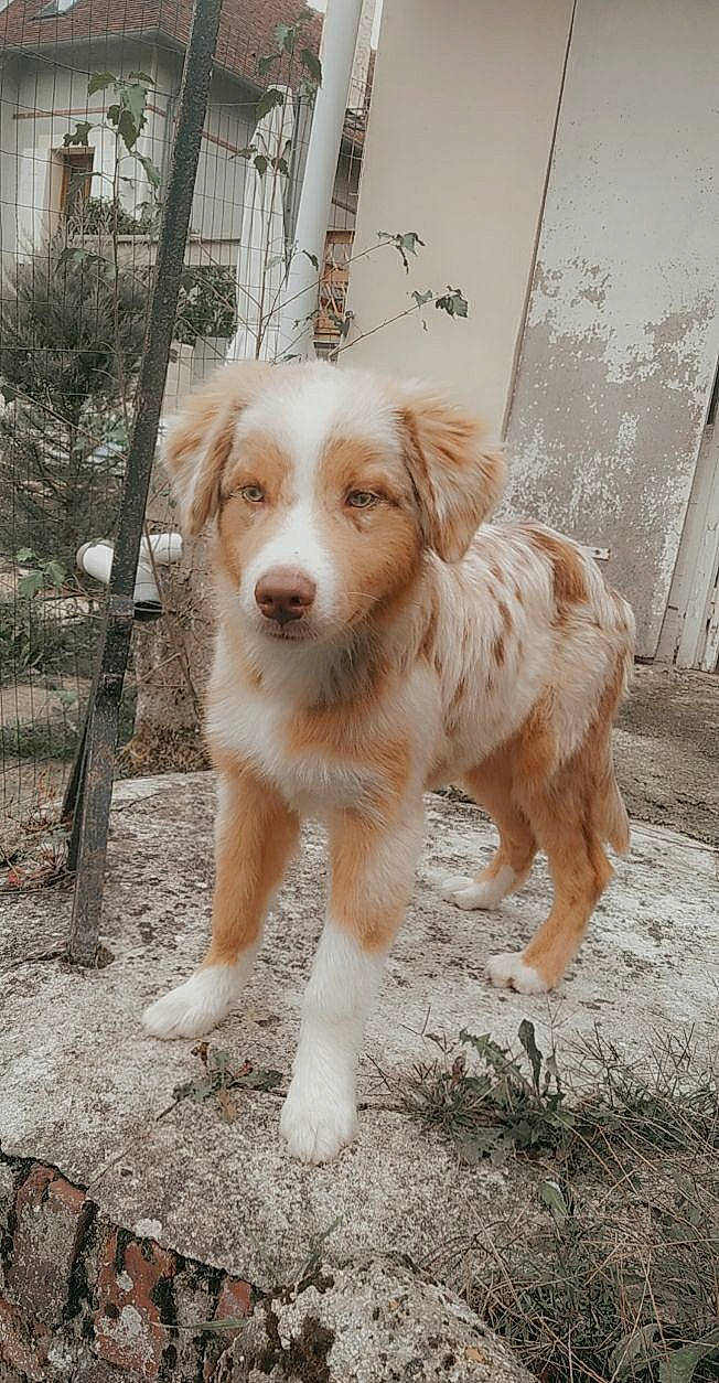 Shadow a rejoint le concours — aidez-le/la à gagner de superbes lots ! canidae, carnivore, companion_dog, dog, dog_breed, fawn, istrian_coarse_haired_hound, mammal, miniature_australian_shepherd, small_greek_domestic_dog, sporting_group, vertebrate