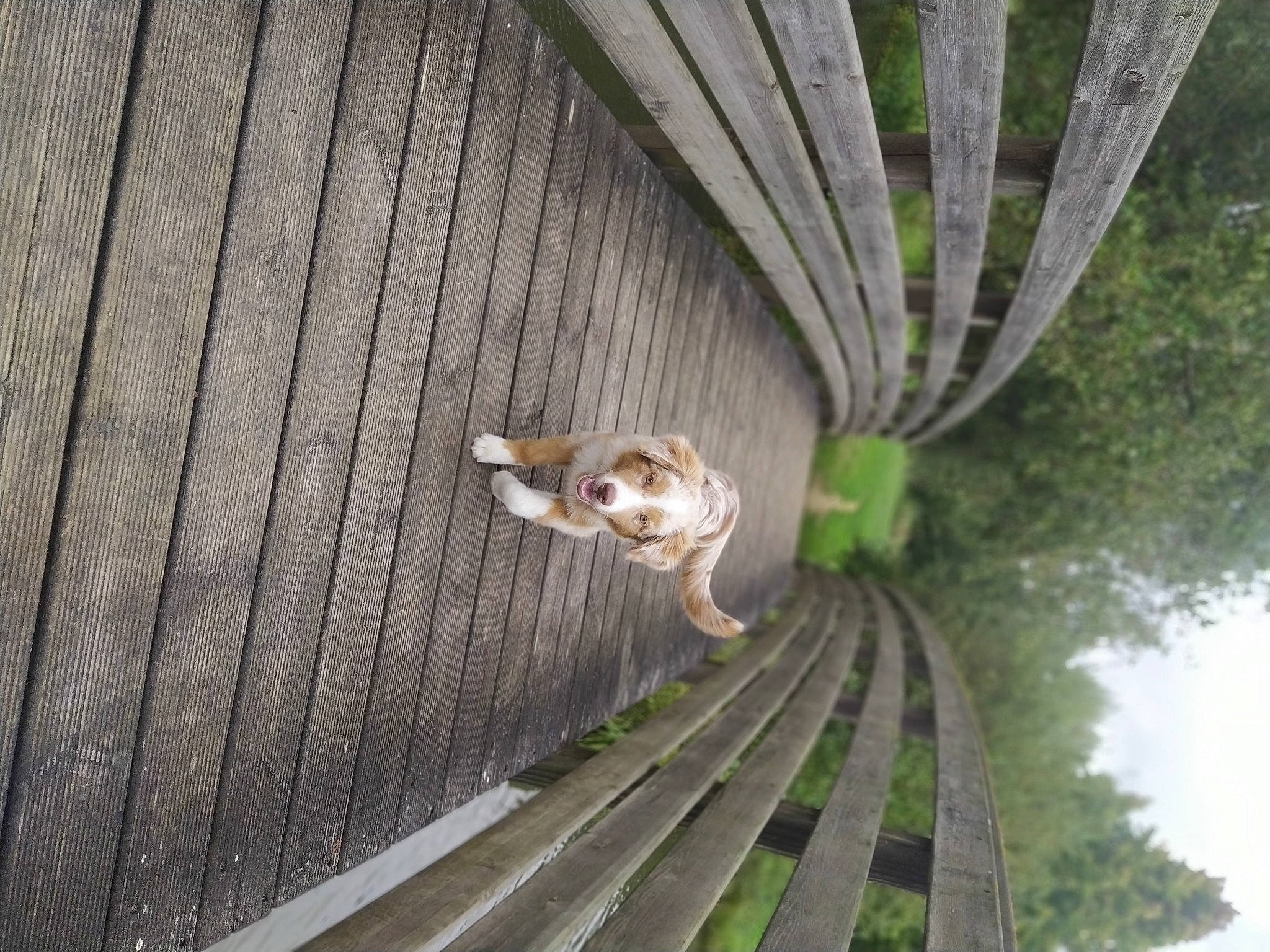 Shadow a rejoint le concours — aidez-le/la à gagner de superbes lots ! cat, felidae, plant, small_to_medium_sized_cats, sporting_group, tree