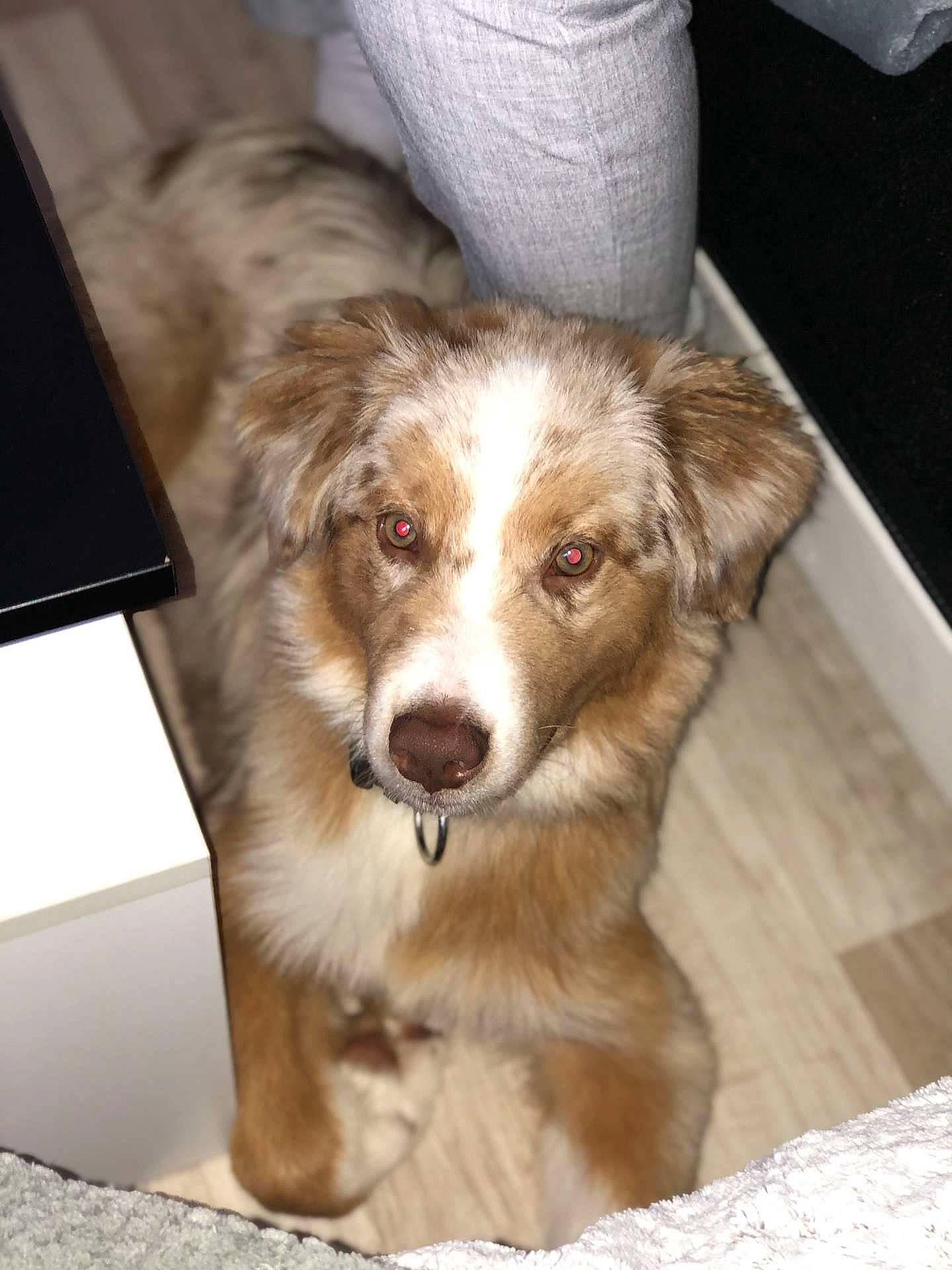 Shadow participe au concours pour gagner de l'argent avec cette photo : australian_collie, australian_shepherd, basque_shepherd_dog, border_collie, canidae, carnivore, companion_dog, dog, dog_breed, ear, mammal, miniature_australian_shepherd, puppy, rare_breed_dog, scotch_collie, snout, sporting_group, vertebrate, welsh_sheepdog, working_dog