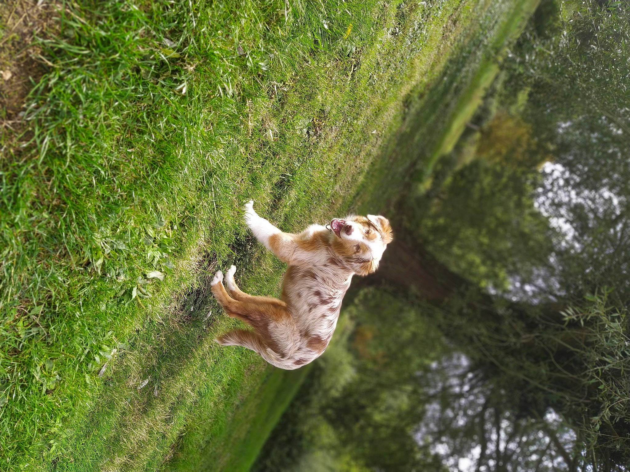 Shadow a rejoint le concours — aidez-le/la à gagner de superbes lots ! canidae, fawn, grass, organism, plant, tail, tree, wildlife