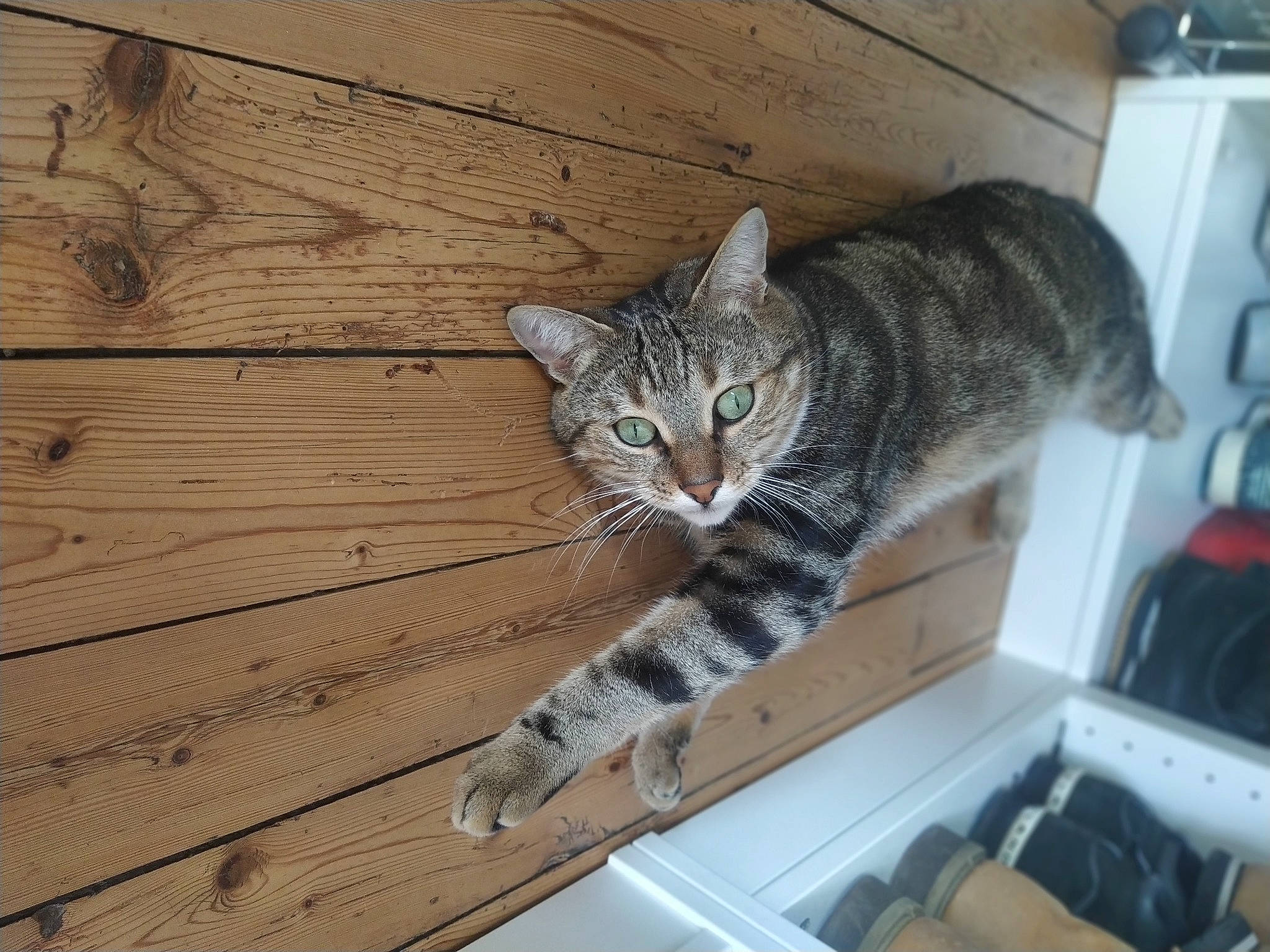 Sanga participe au concours pour gagner de l'argent avec cette photo : aegean_cat, american_shorthair, asian, bengal, california_spangled, carnivore, cat, domestic_short_haired_cat, dragon_li, european_shorthair, felidae, kitten, mammal, ocicat, pixie_bob, small_to_medium_sized_cats, tabby_cat, whiskers, wild_cat, wood