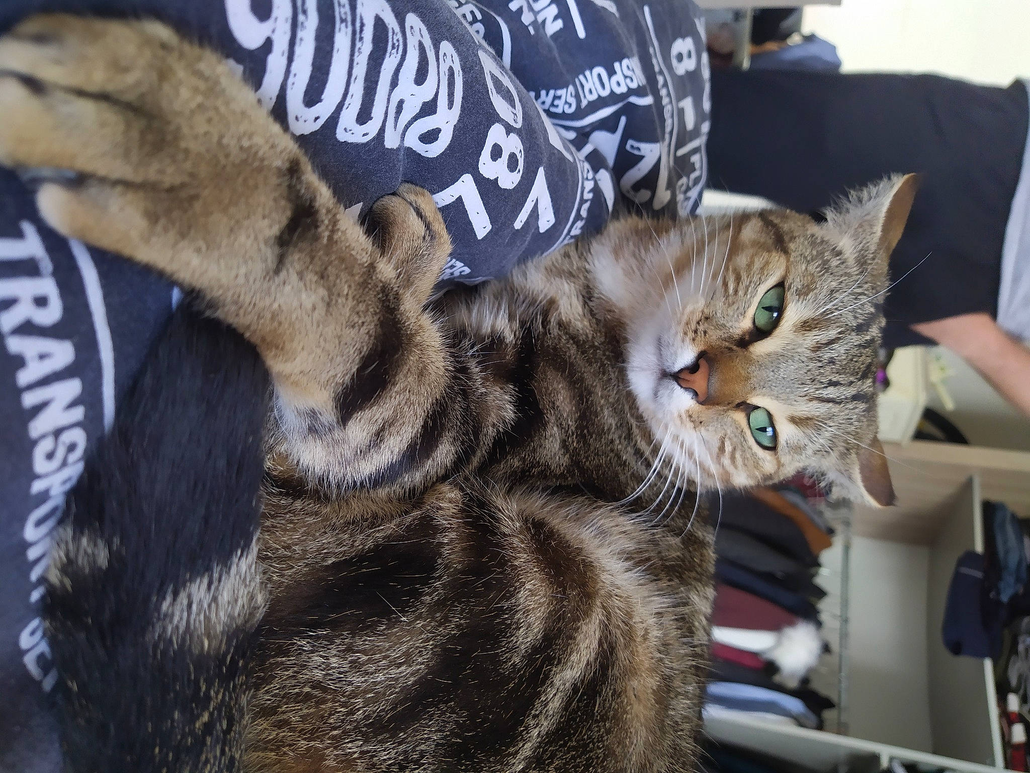 Sanga a rejoint le concours — aidez-le/la à gagner de superbes lots ! american_shorthair, asian, bengal, california_spangled, carnivore, cat, claw, domestic_short_haired_cat, dragon_li, european_shorthair, felidae, fur, mammal, pixie_bob, small_to_medium_sized_cats, snout, tabby_cat, toyger, vertebrate, whiskers