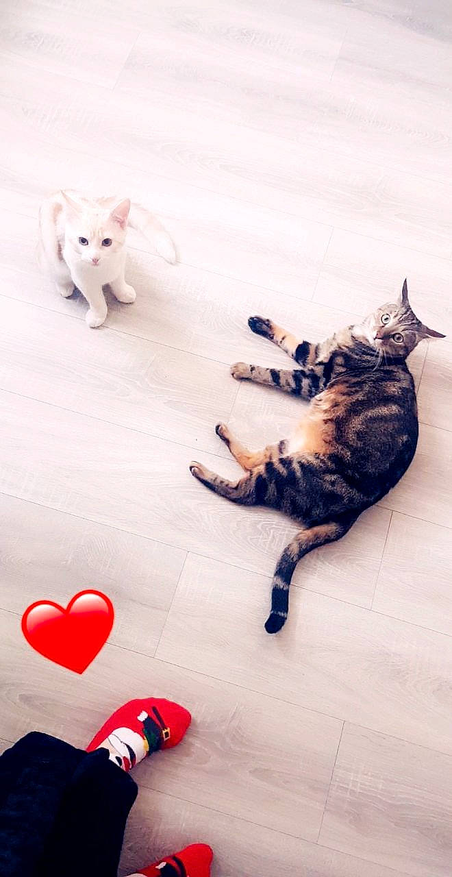 Sanga participe au concours pour gagner de l'argent avec cette photo : canidae, carnivore, cat, felidae, floor, heart, kitten, love, paw, play, sand, small_to_medium_sized_cats, tail, whiskers