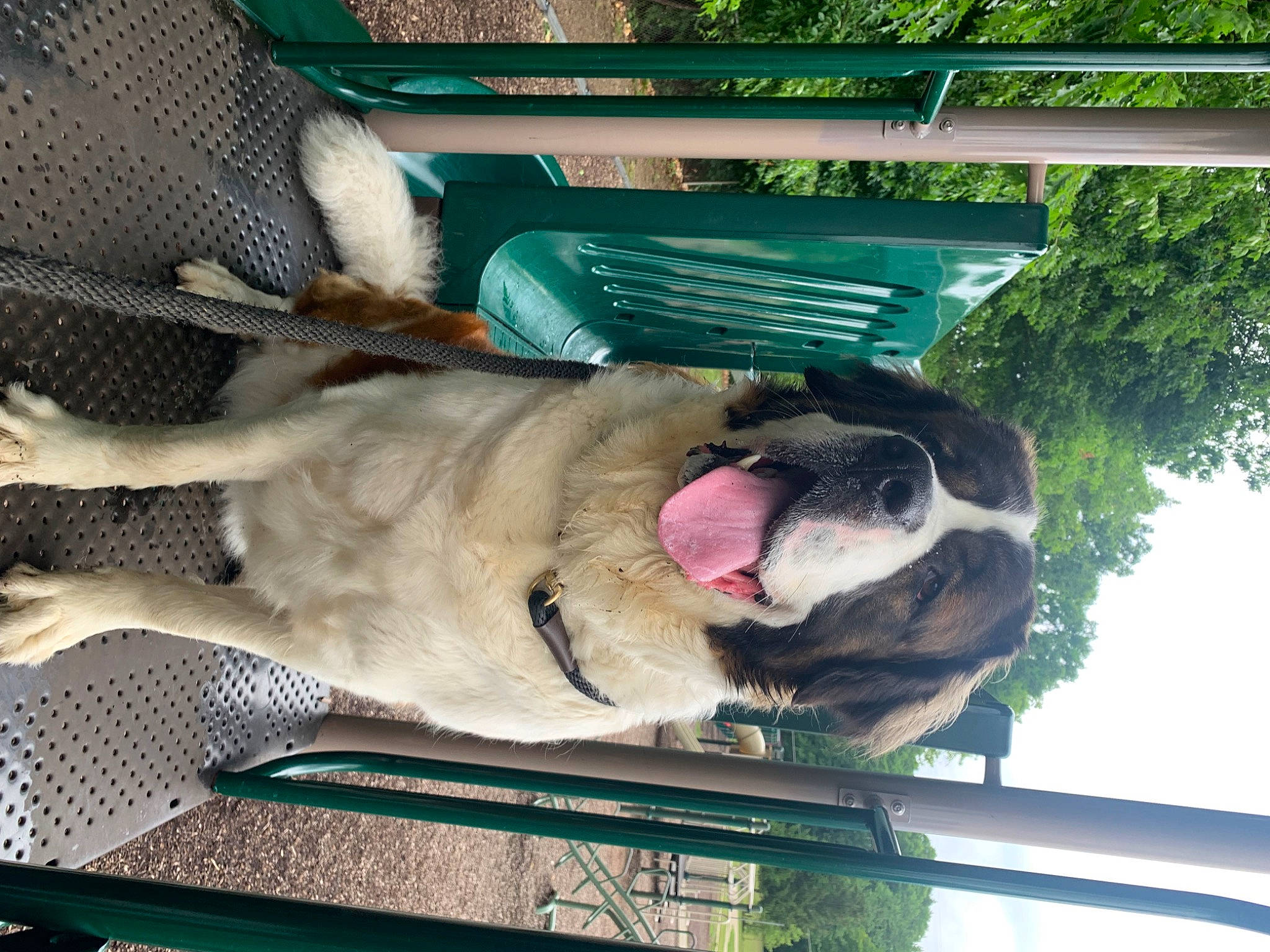 Rosie is registered to the contest to win money with this photo: canidae, carnivore, collar, companion_dog, dog, dog_breed, fawn, felidae, fur, jaw, mammal, nap, non_sporting_group, paw, pet_supply, snout, sporting_group, tail, tree, working_animal