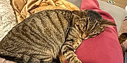Chichi joined the competition — help win amazing prizes! blanket, cat, couch, cozy, floor, fur, furry_blanket, home, indoor, leg, monkey_slipper, paw, pet, red_pants, relaxing, resting, sleeping, slipper, tabby_cat, wood_floor