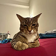 Chichi joined the competition — help win amazing prizes! cat, tabby, indoor, bed, red_bedspread, folded_paws, feline, pet, animal, whiskers, ears, fur, resting, relaxed, household, soft_light, blanket, clothing, room, wall