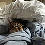 cat, tabby, blanket, bed, cozy, indoor, sleepy, fur, whiskers, resting, comfort, soft, fabric, domestic, cute, cute_pet, pet, animal, relaxing, nap