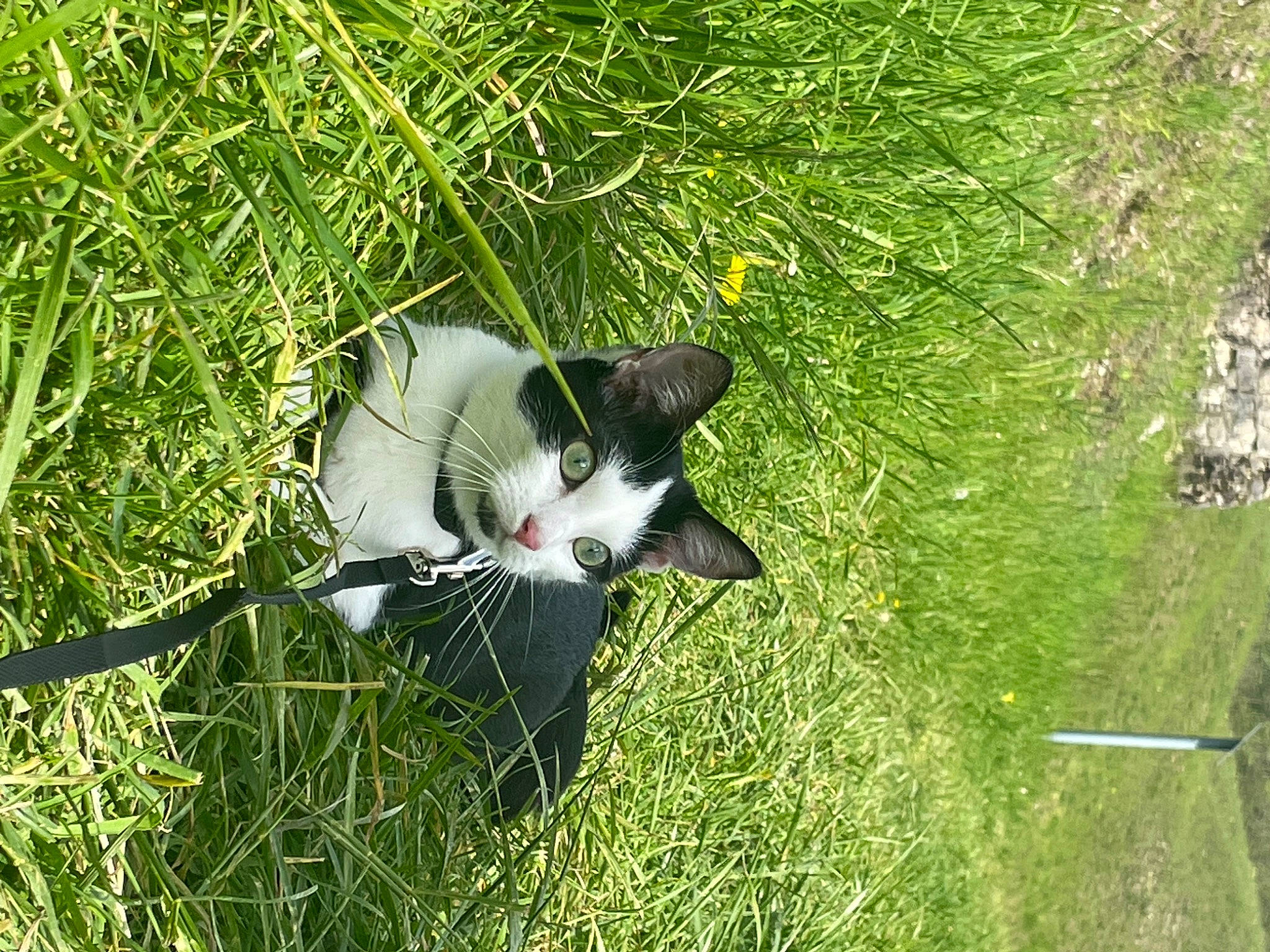 Gaiya participe au concours pour gagner de l'argent avec cette photo : carnivore, cat, domestic_short_haired_cat, felidae, fur, grass, grass_family, grassland, groundcover, herbaceous_plant, meadow, pasture, plant, shrub, small_to_medium_sized_cats, snout, tail, terrestrial_animal, whiskers, wildlife