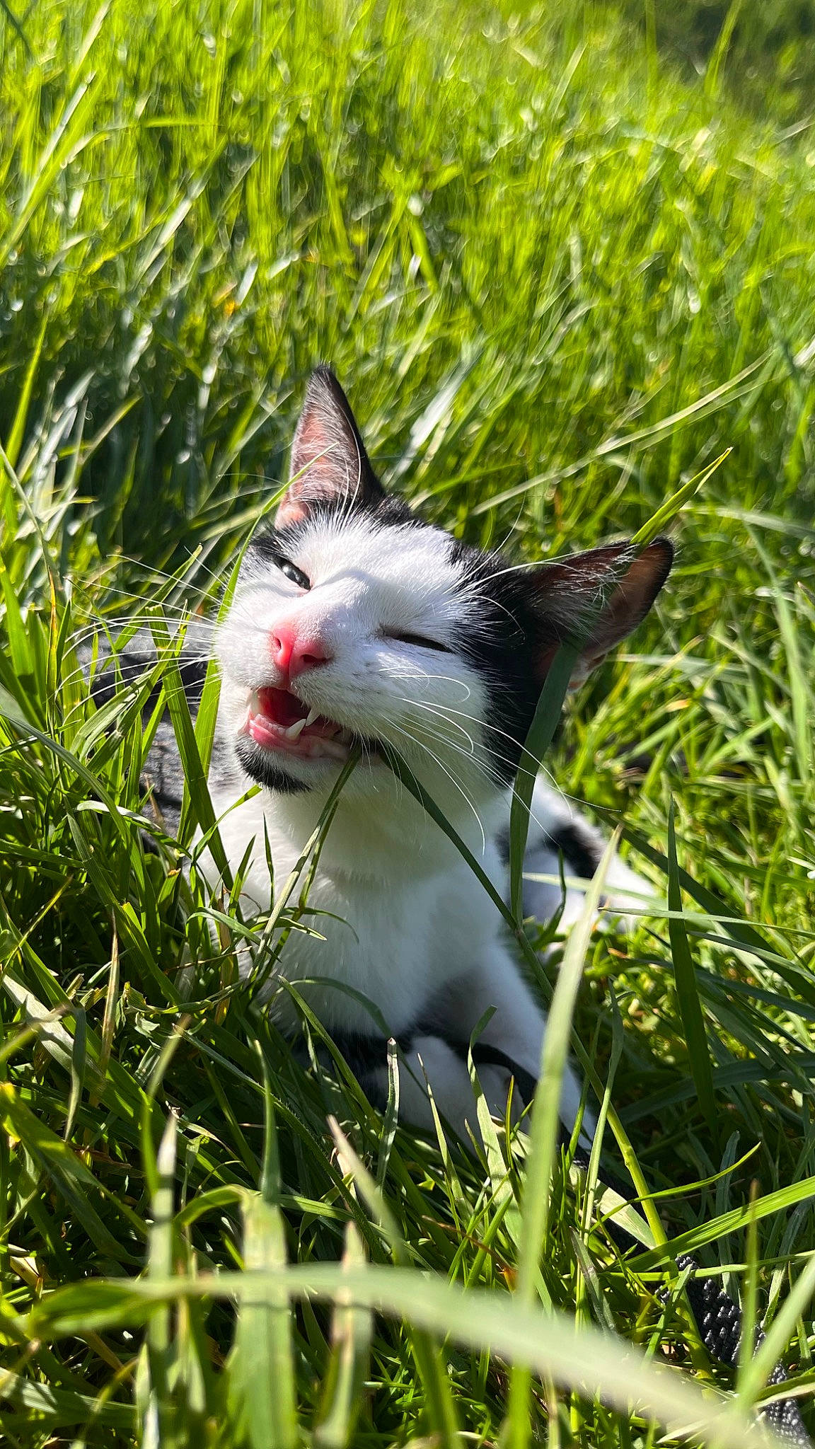 Gaiya a rejoint le concours — aidez-le/la à gagner de superbes lots ! carnivore, cat, domestic_short_haired_cat, felidae, fur, grass, grassland, groundcover, herb, herbaceous_plant, pasture, plant, small_to_medium_sized_cats, snout, tail, terrestrial_animal, terrestrial_plant, tree, whiskers, wildlife