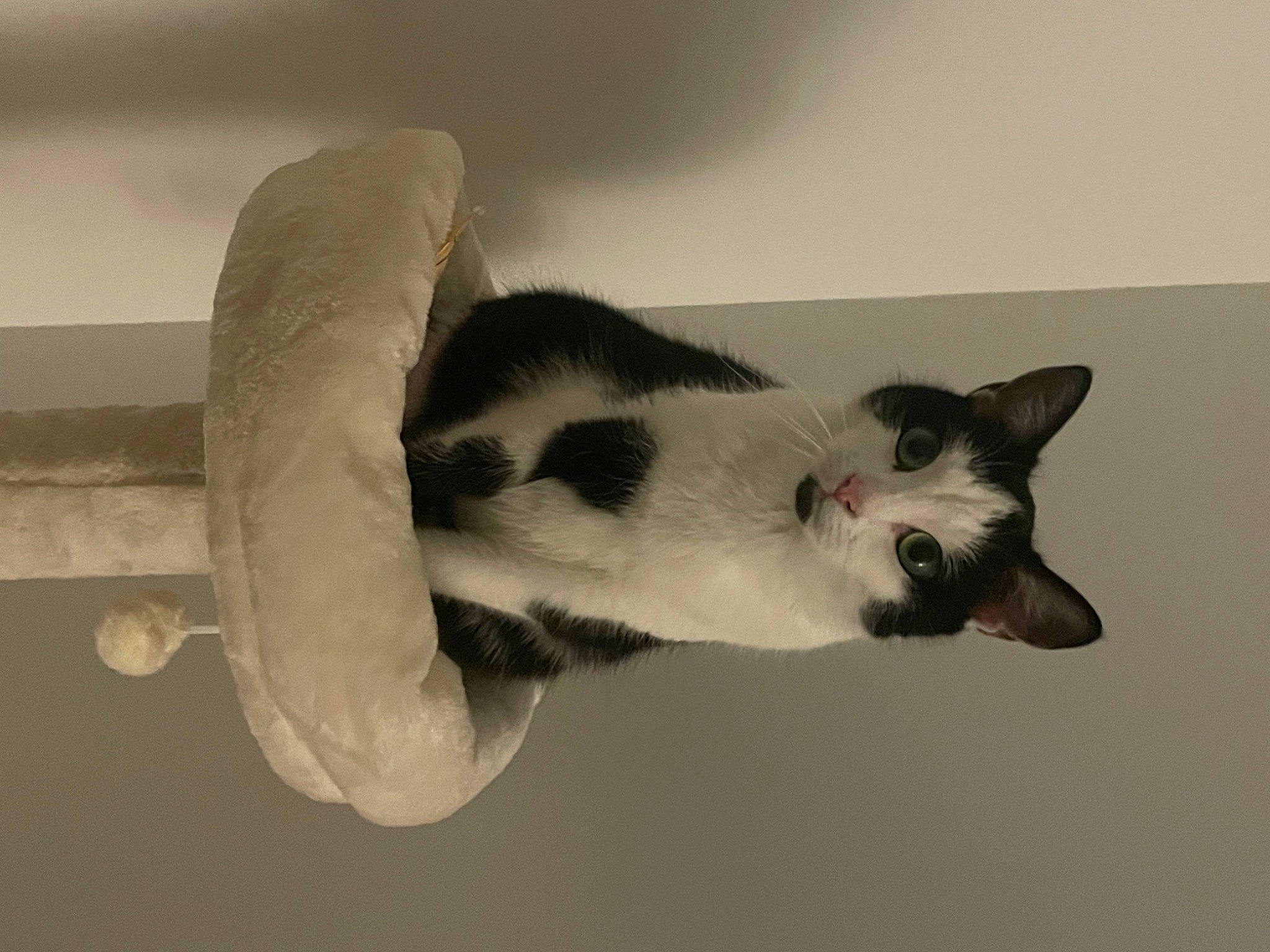 Gaiya a rejoint le concours — aidez-le/la à gagner de superbes lots ! balinese, carnivore, cat, claw, domestic_short_haired_cat, ear, eyelash, felidae, fur, monochrome, monochrome_photography, paw, shadow, small_to_medium_sized_cats, snout, tail, thai, whiskers