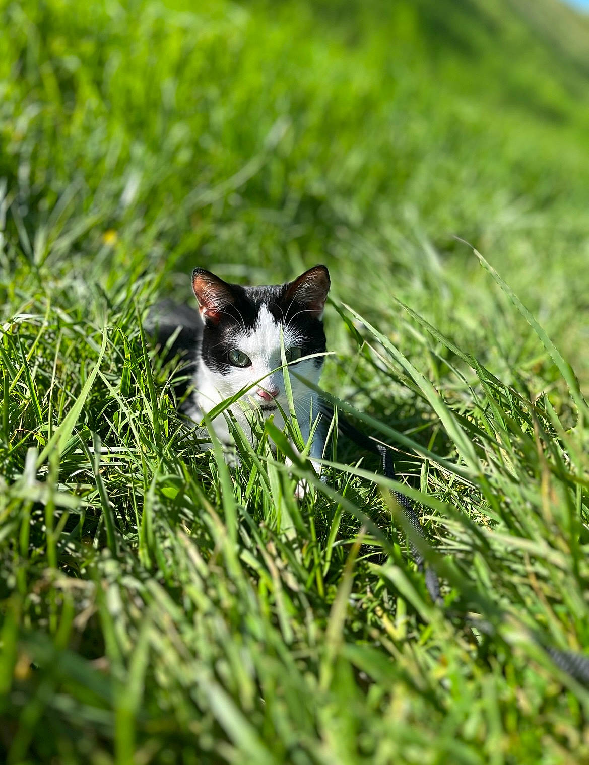 Gaiya a rejoint le concours — aidez-le/la à gagner de superbes lots ! carnivore, cat, felidae, field, grass, grass_family, grassland, groundcover, herbaceous_plant, landscape, lawn, meadow, natural_landscape, pasture, plant, prairie, small_to_medium_sized_cats, tail, terrestrial_animal, whiskers