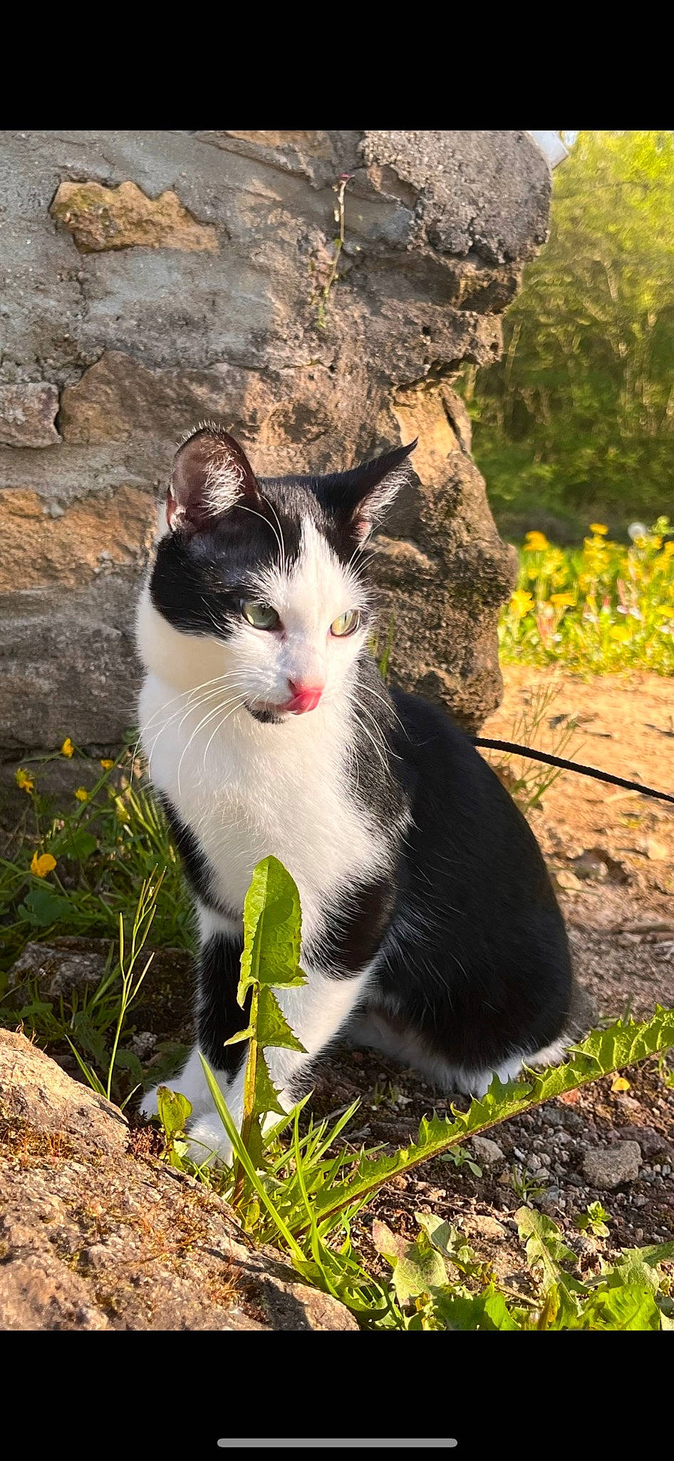 Gaiya a rejoint le concours — aidez-le/la à gagner de superbes lots ! carnivore, cat, domestic_short_haired_cat, felidae, fur, grass, groundcover, landscape, plant, rock, sitting, small_to_medium_sized_cats, tail, terrestrial_animal, tree, whiskers