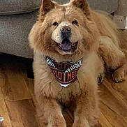 Stella is registered to the contest to win money with this photo: dog, chow_chow, bandana, pet, indoor, floor, wooden_floor, couch, furniture, fur, canine, mammal, animal, laying_down, cute, happy, tongue, ears, paw, face