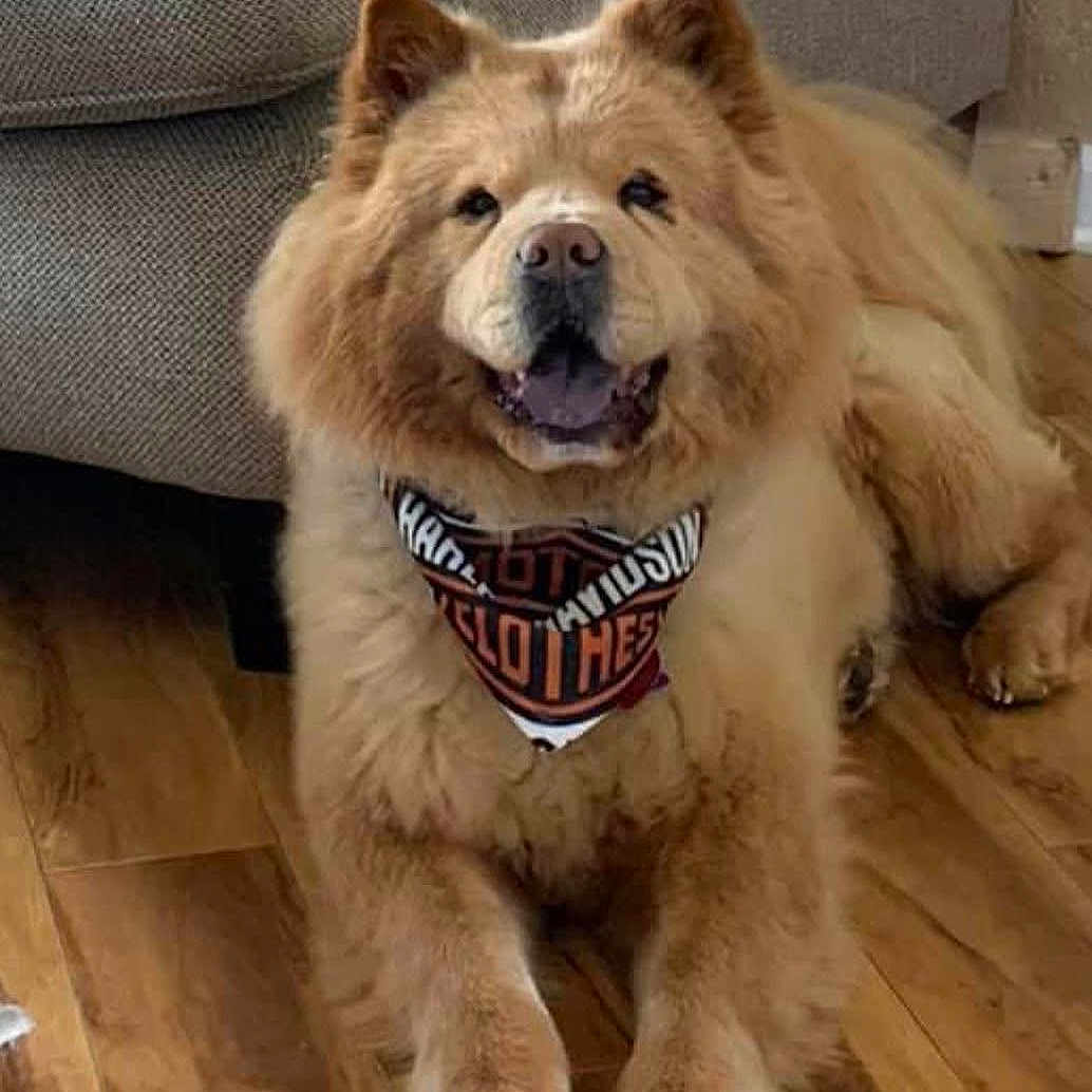 Stella is registered to the contest to win money with this photo: animal, bandana, canine, chow_chow, couch, cute, dog, ears, face, floor, fur, furniture, happy, indoor, laying_down, mammal, paw, pet, tongue, wooden_floor