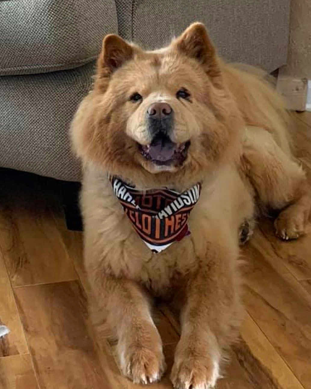 Stella is registered to the contest to win money with this photo: dog, chow_chow, bandana, pet, indoor, floor, wooden_floor, couch, furniture, fur, canine, mammal, animal, laying_down, cute, happy, tongue, ears, paw, face