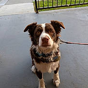 Baby is registered to the contest to win money with this photo: alert, animal, border_collie, brown_and_white, concrete, dog, fence, fluffy, front_view, furry, grass, harness, leash, outdoor, patio, pet, portrait, sidewalk, sitting, sunlight