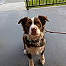 alert, animal, border_collie, brown_and_white, concrete, dog, fence, fluffy, front_view, furry, grass, harness, leash, outdoor, patio, pet, portrait, sidewalk, sitting, sunlight