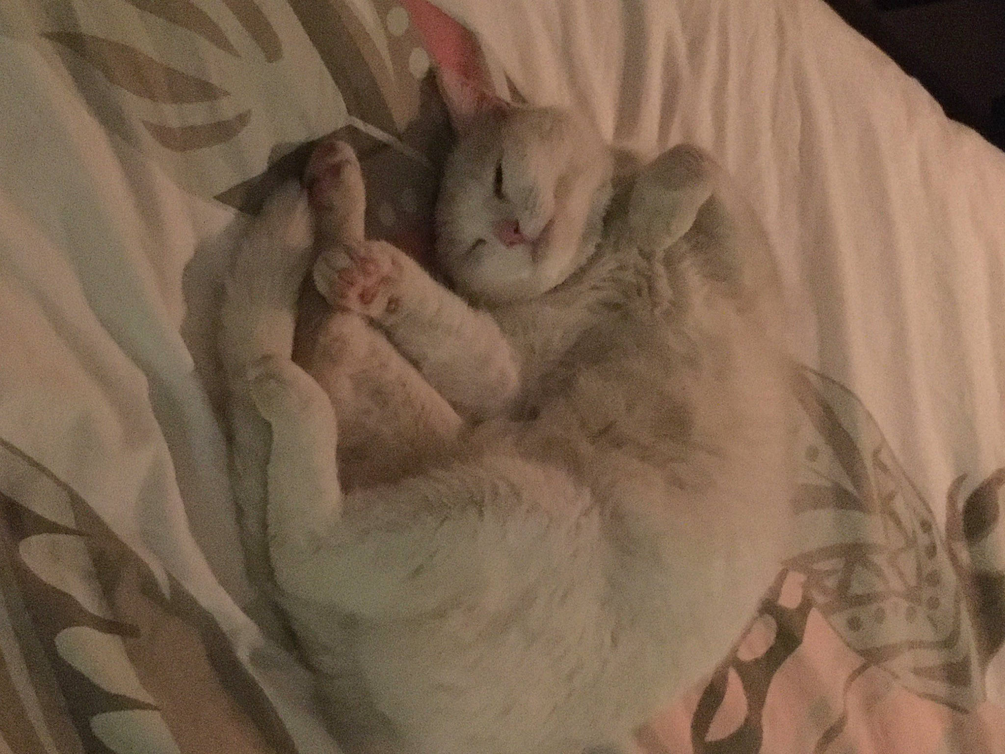 Onix a rejoint le concours — aidez-le/la à gagner de superbes lots ! burmilla, carnivore, cat, fawn, felidae, fur, kitten, nap, singapura, sleep, small_to_medium_sized_cats, snout, tail, whiskers