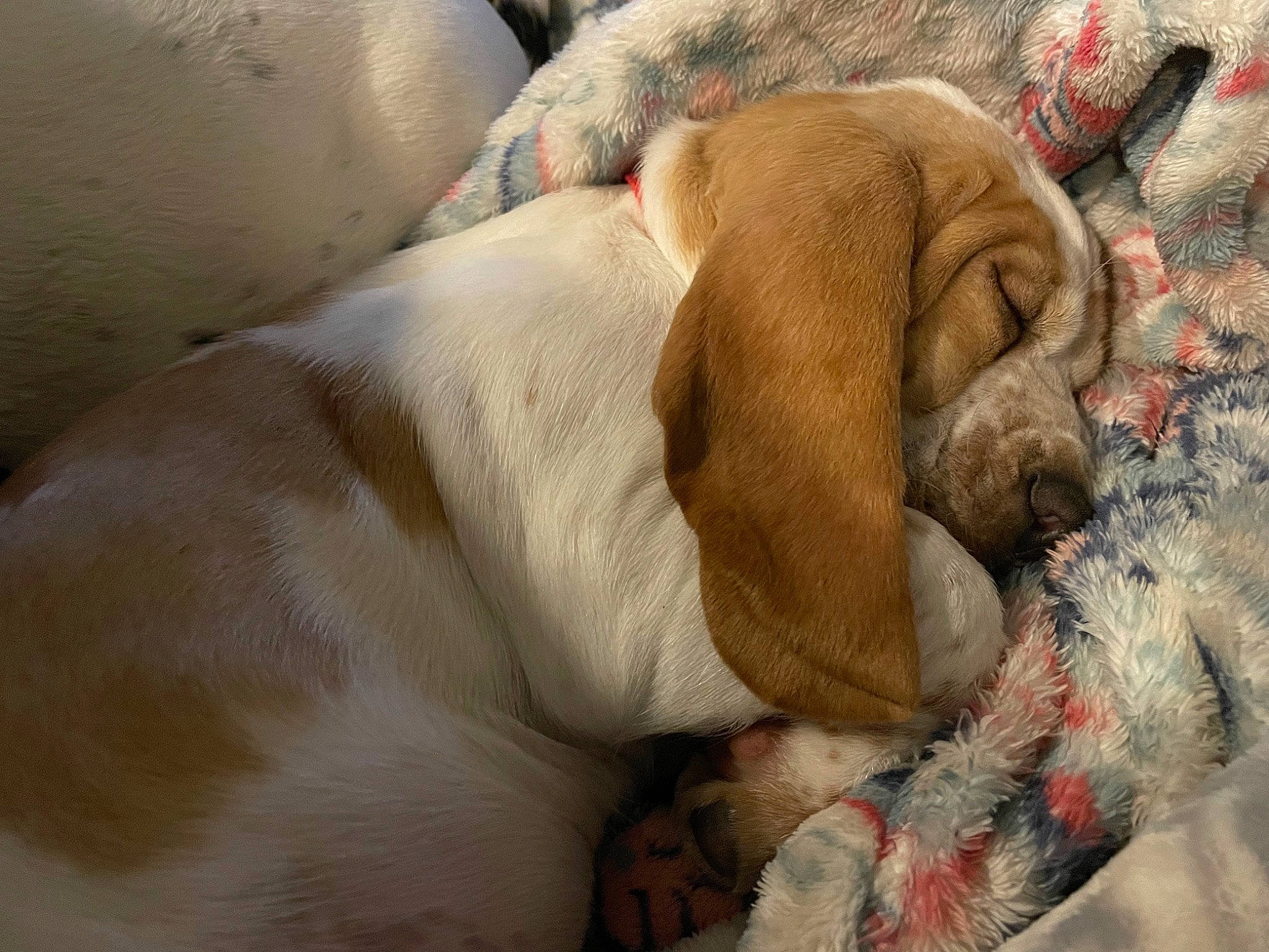 Ruby joined the competition — help win amazing prizes! bedtime, canidae, carnivore, comfort, companion_dog, dog, dog_breed, ear, fawn, fur, linens, liver, nap, non_sporting_group, sleep, snout, sporting_group, terrestrial_animal, working_animal, wrinkle