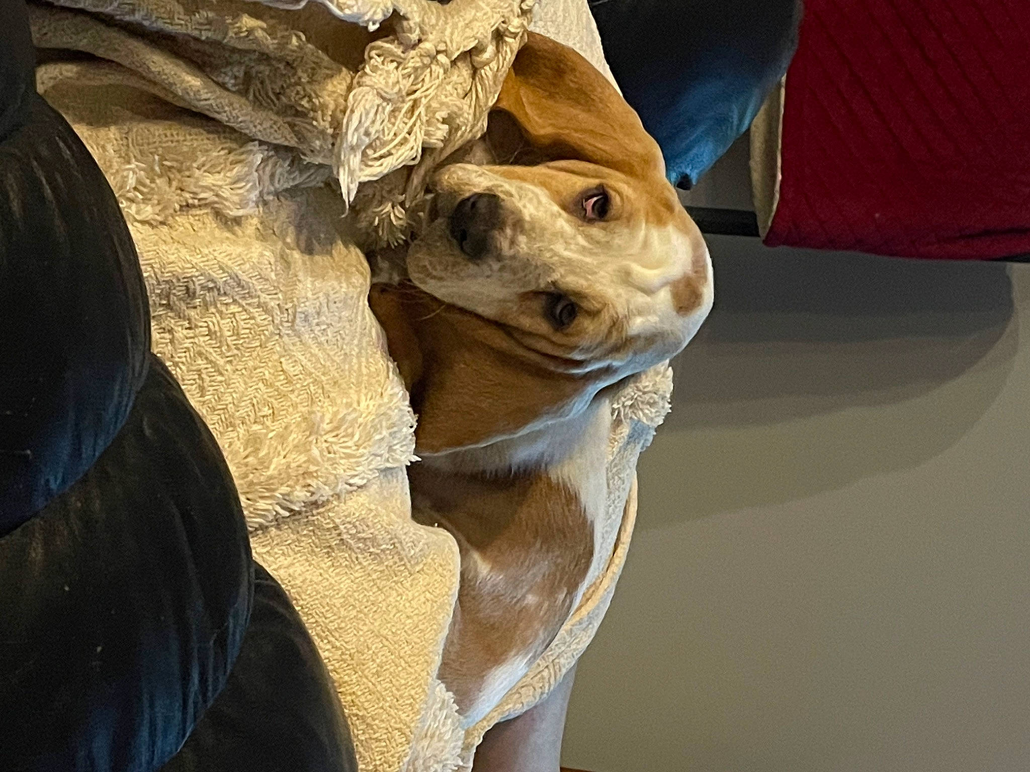 Ruby joined the competition — help win amazing prizes! arabian_camel, canidae, carnivore, comfort, companion_dog, dog, dog_breed, fawn, foot, hat, human_leg, jaw, landscape, snout, sporting_group, terrestrial_animal, whiskers, wood, working_animal, wrinkle