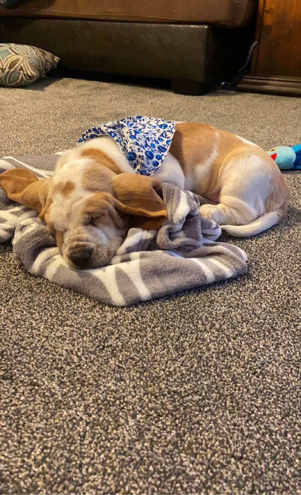 Ruby joined the competition — help win amazing prizes! canidae, carnivore, carpet, comfort, companion_dog, dog, dog_breed, dog_supply, fawn, flooring, linens, nap, non_sporting_group, paw, pet_supply, sand, sporting_group, working_animal