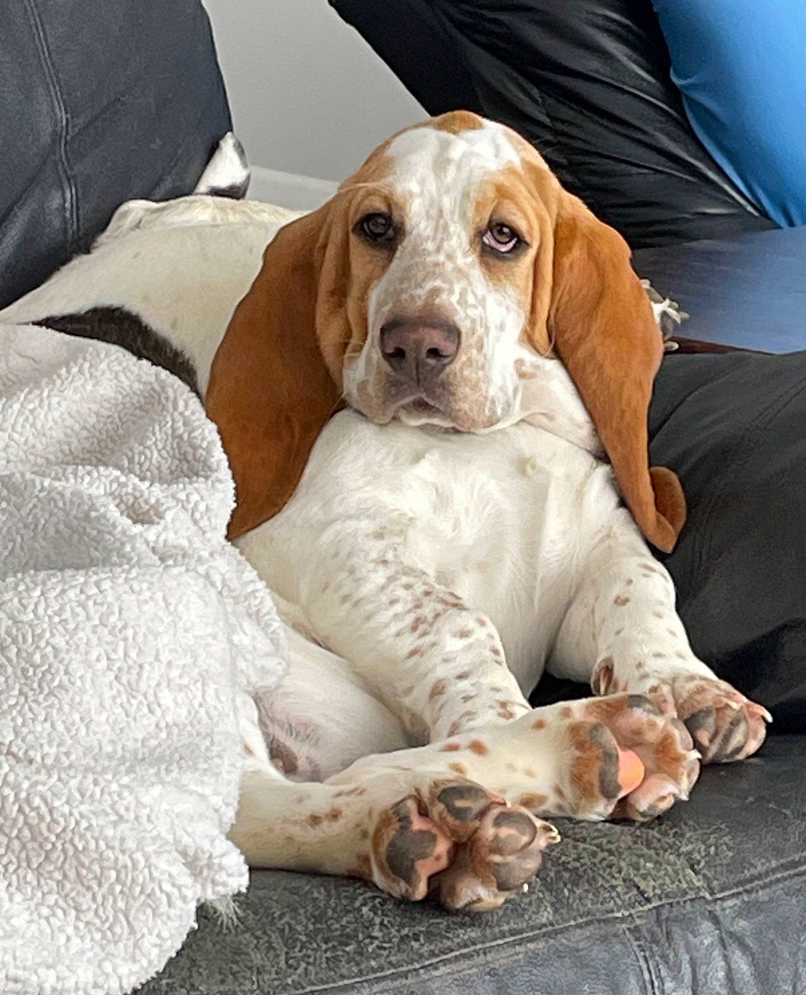 Ruby is registered to the contest to win money with this photo: basset_hound, bored, canidae, carnivore, collar, comfort, companion_dog, dog, dog_breed, dog_collar, dog_supply, fawn, fur, hound, liver, scent_hound, sitting, snout, sporting_group, working_animal