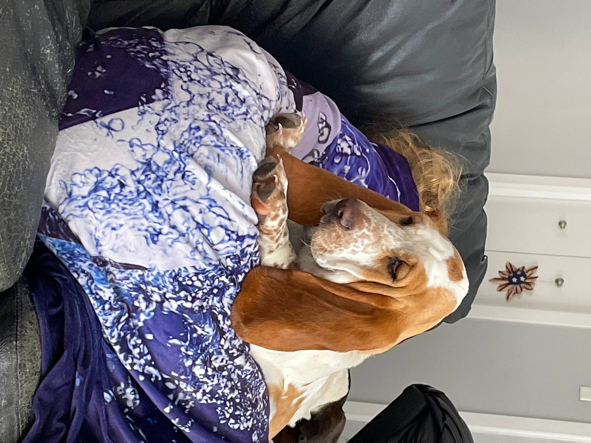 Ruby is registered to the contest to win money with this photo: cabinetry, carnivore, chest, chest_of_drawers, comfort, companion_dog, couch, dog, dog_breed, dog_supply, drawer, dresser, electric_blue, fawn, fur, linens, room, snout, sporting_group, tree