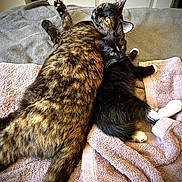 Calcetin joined the competition — help win amazing prizes! animals, bedroom, black_and_white_cat, cat, companionship, cozy, cute, ears, feline, fur, indoor, kitten, pets, relaxation, resting, snuggling, tail, tortoiseshell_cat, towel, whiskers