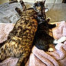 animals, bedroom, black_and_white_cat, cat, companionship, cozy, cute, ears, feline, fur, indoor, kitten, pets, relaxation, resting, snuggling, tail, tortoiseshell_cat, towel, whiskers