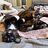 Calcetin is registered to the contest to win money with this photo: animal, bed, black_and_white_cat, blanket, cat, cozy, cute, domestic_animal, feline, fur, indoor, kitten, pet, playful, relaxed, resting, sleeping_area, tortoiseshell_cat, towel, whiskers