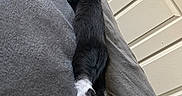 Calcetin joined the competition — help win amazing prizes! animal, bed, black_cat, blanket, cat, cozy, cute, domestic_animal, feline, fur, home, indoor, paw_pads, pet, quiet, relaxed, resting, sleeping, stretched_out, white_paws