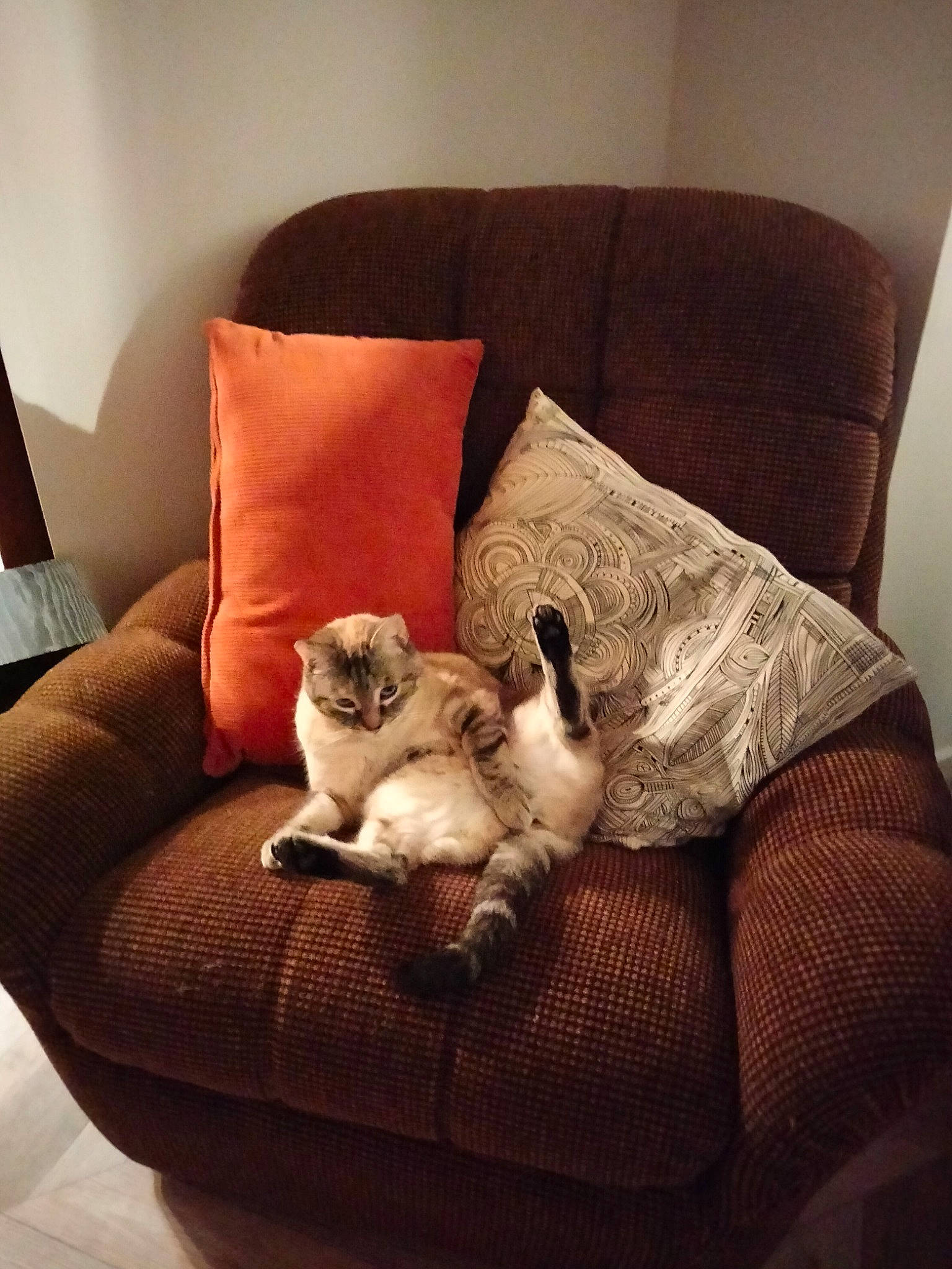 Kitkat a rejoint le concours — aidez-le/la à gagner de superbes lots ! carnivore, cat, comfort, companion_dog, couch, fawn, felidae, flooring, furniture, hardwood, lamp, linens, living_room, pillow, small_to_medium_sized_cats, studio_couch, table, tail, whiskers, wood