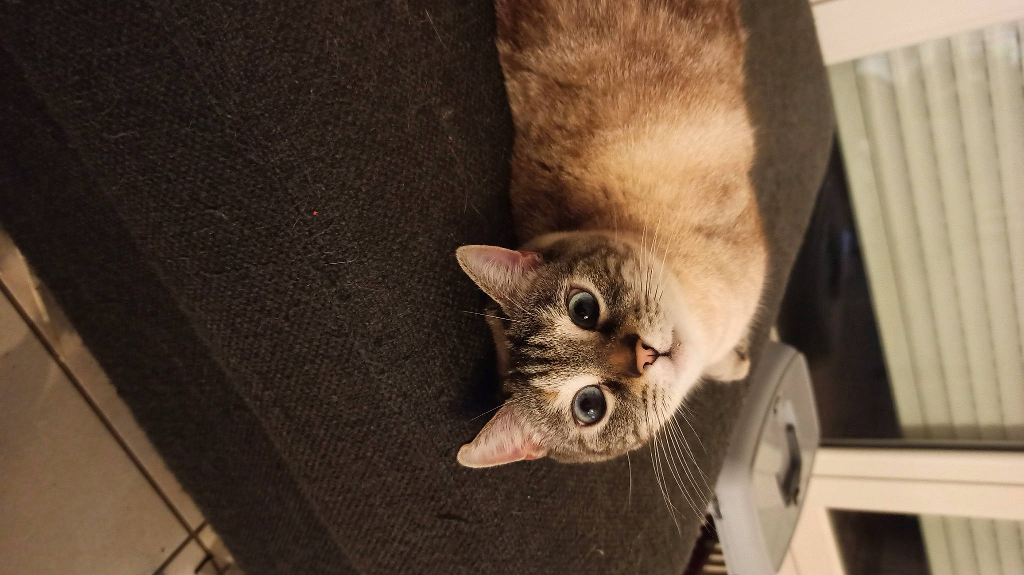 Kitkat participe au concours pour gagner de l'argent avec cette photo : carnivore, cat, domestic_short_haired_cat, fawn, felidae, fur, hardwood, paw, small_to_medium_sized_cats, snout, tail, whiskers, wood