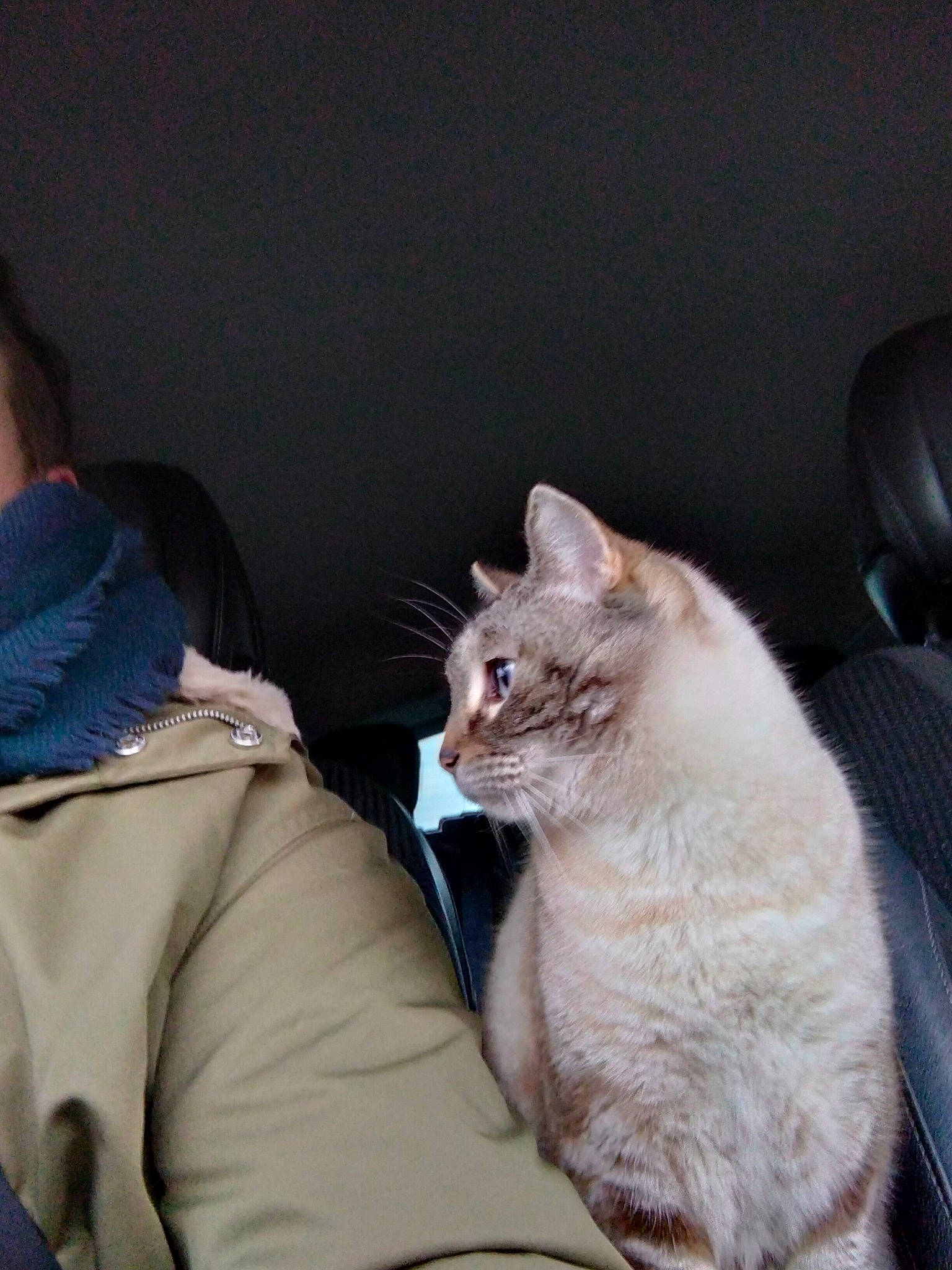 Kitkat a rejoint le concours — aidez-le/la à gagner de superbes lots ! carnivore, cat, claw, comfort, couch, domestic_short_haired_cat, ear, fawn, felidae, fur, gesture, nap, paw, sitting, small_to_medium_sized_cats, tail, whiskers, window