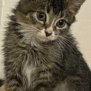 Princess joined the competition — help win amazing prizes! kitten, cat, fur, whiskers, ears, eyes, cute, pet, animal, feline, portrait, sitting, indoor, young, small, mammal, tabby, paw, soft, adorable