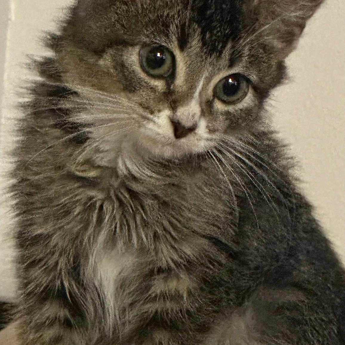 Princess joined the competition — help win amazing prizes! adorable, animal, cat, cute, ears, eyes, feline, fur, indoor, kitten, mammal, paw, pet, portrait, sitting, small, soft, tabby, whiskers, young