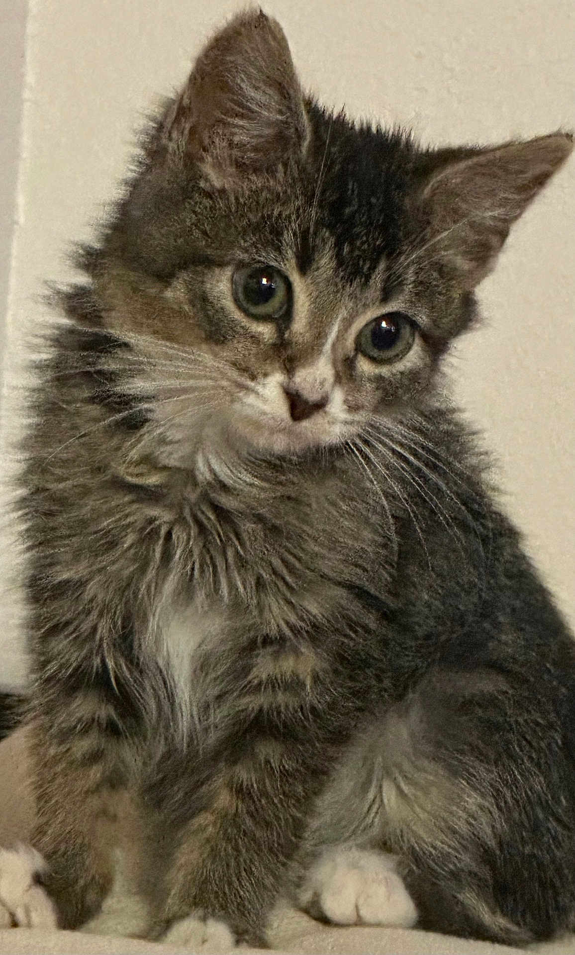 Princess joined the competition — help win amazing prizes! kitten, cat, fur, whiskers, ears, eyes, cute, pet, animal, feline, portrait, sitting, indoor, young, small, mammal, tabby, paw, soft, adorable
