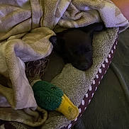 Otis is registered to the contest to win money with this photo: puppy, blanket, bed, plush_toy, dog, sleeping, cozy, indoor, resting, soft, comfort, pet_bed, black_dog, toy_duck, human_arm, fabric, relaxation, closeup, cushion, warm_lighting
