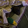 puppy, blanket, bed, plush_toy, dog, sleeping, cozy, indoor, resting, soft, comfort, pet_bed, black_dog, toy_duck, human_arm, fabric, relaxation, closeup, cushion, warm_lighting
